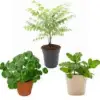 Medicinal Plants